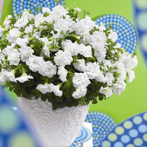 photo of flower to be used as: Pot and bedding Petunia hybrida Viva® Double White