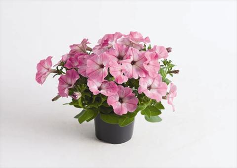 photo of flower to be used as: Pot and bedding Petunia hybrida Viva® Pink Morn