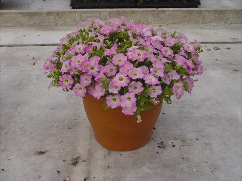photo of flower to be used as: Pot and bedding Petunia hybrida Vivini™ Pink