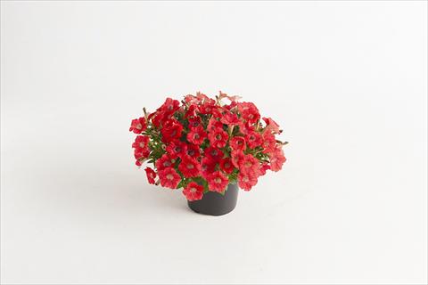 photo of flower to be used as: Pot and bedding Petunia hybrida Vivini™ Red