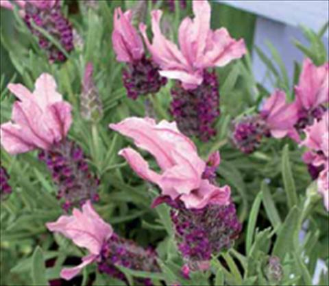 photo of flower to be used as: Bedding / border plant Lavandula stoechas Ruffles Mulberry