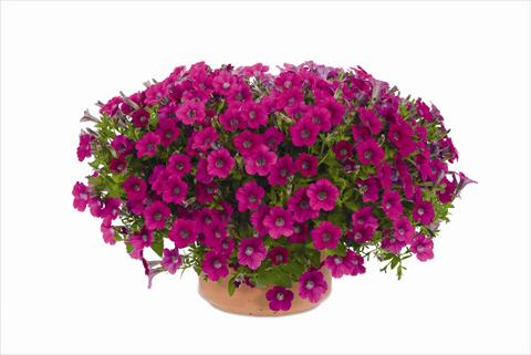 photo of flower to be used as: Pot and bedding Petunia hybrida Vivini™ Rose