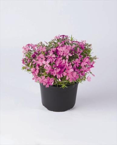 photo of flower to be used as: Pot and bedding Phlox subulata Early Spring Lavender