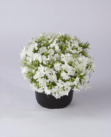 photo of flower to be used as: Pot and bedding Phlox subulata Early Spring White