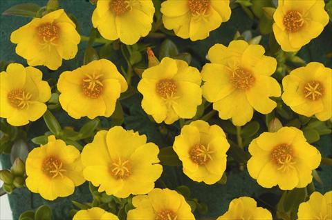 photo of flower to be used as: Pot and bedding Portulaca Pazzaz™ Vivid Yellow