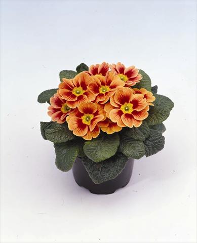 photo of flower to be used as: Pot and bedding Primula acaulis, veris, vulgaris Cairo F1 Apricot Peach