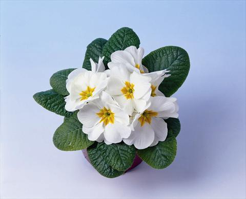 photo of flower to be used as: Pot and bedding Primula acaulis, veris, vulgaris Cairo F1 White