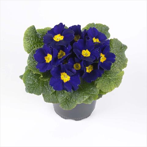 photo of flower to be used as: Pot and bedding Primula acaulis, veris, vulgaris Esna® F1 Blue
