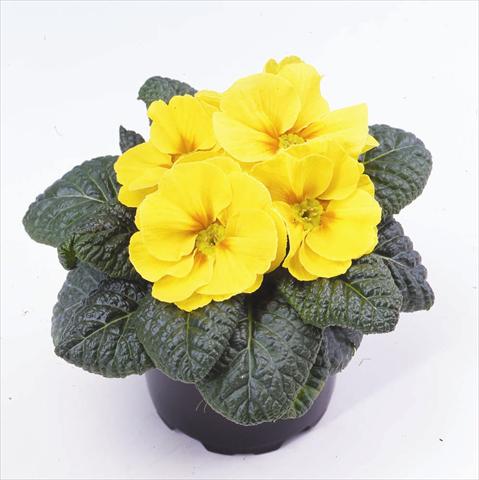 photo of flower to be used as: Pot and bedding Primula acaulis, veris, vulgaris Esna® F1 Yellow