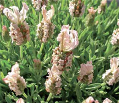 photo of flower to be used as: Bedding / border plant Lavandula stoechas Ruffles Peachberry