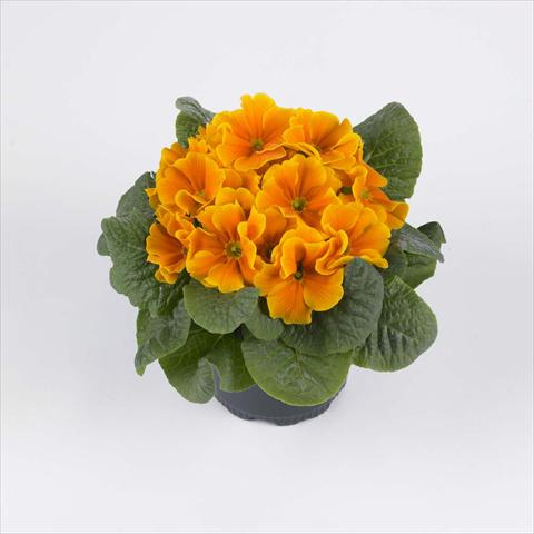 photo of flower to be used as: Pot and bedding Primula acaulis, veris, vulgaris Luxor® F1 Orange