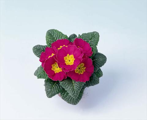 photo of flower to be used as: Pot and bedding Primula acaulis, veris, vulgaris Luxor® F1 Rose