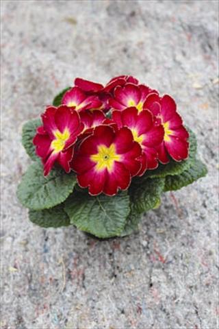 photo of flower to be used as: Pot and bedding Primula acaulis, veris, vulgaris Salome® F1 Deep Rose Eye