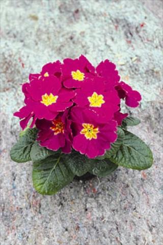 photo of flower to be used as: Pot and bedding Primula acaulis, veris, vulgaris Salome® F1 Lila