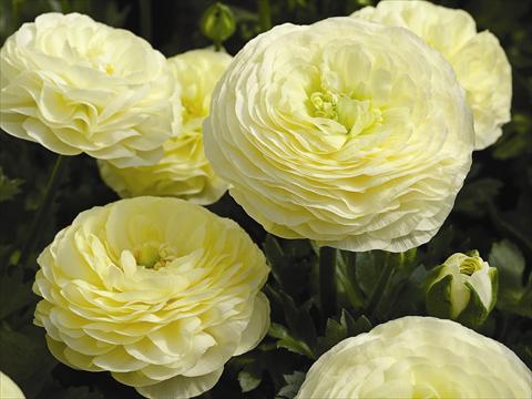 photo of flower to be used as: Pot Ranunculus asiaticus Maché F1 Cream