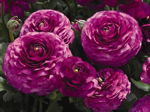 photo of flower to be used as: Pot Ranunculus asiaticus Maché F1 Purple