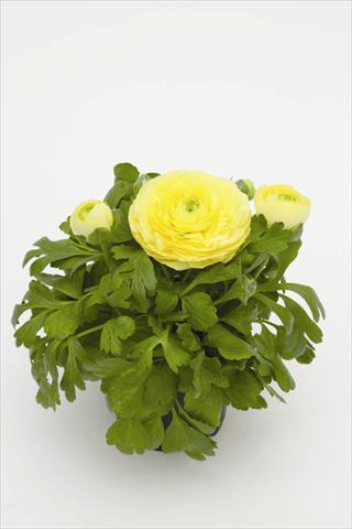 photo of flower to be used as: Pot Ranunculus asiaticus Rebecca Creme Shades