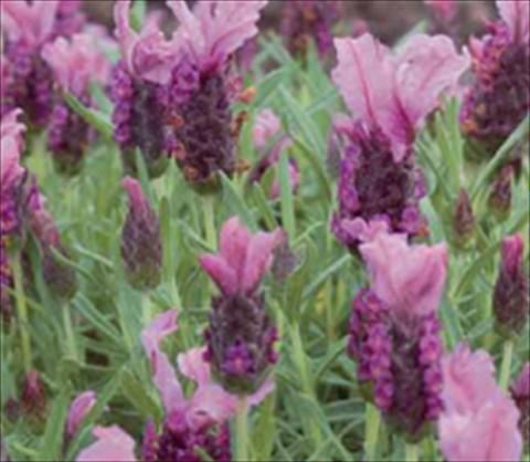 photo of flower to be used as: Bedding / border plant Lavandula stoechas Ruffles Raspberry