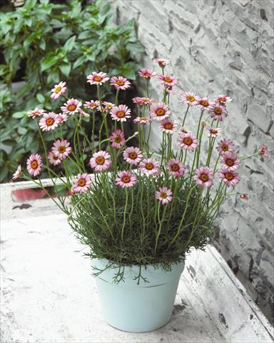 photo of flower to be used as: Pot and bedding Rhodanthemum hybrida Marakesh