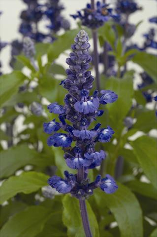 photo of flower to be used as: Pot and bedding Salvia farinacea Sallyfun Blue