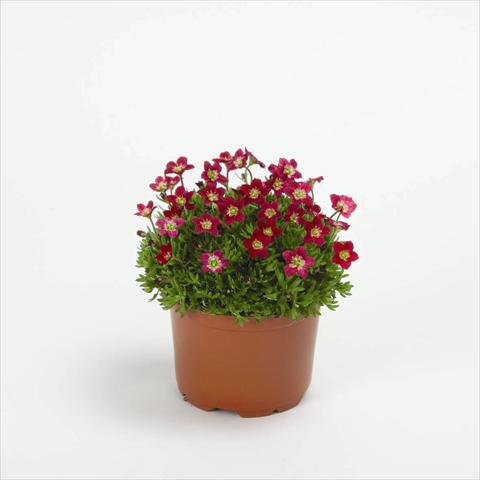 photo of flower to be used as: Pot and bedding Saxifraga x arendsii Rockies F1 Red
