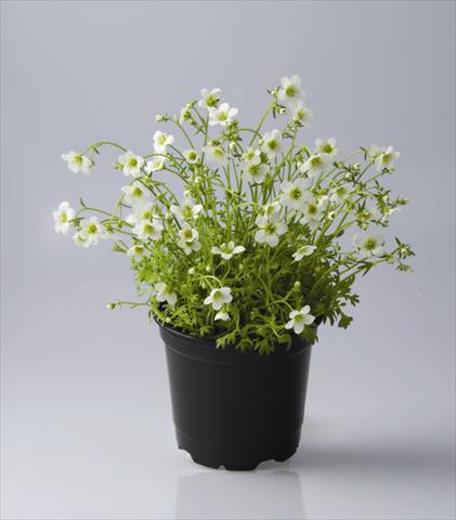 photo of flower to be used as: Pot and bedding Saxifraga x arendsii Rockies F1 White