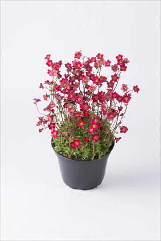 photo of flower to be used as: Pot and bedding Saxifraga x arendsii Saxony Red
