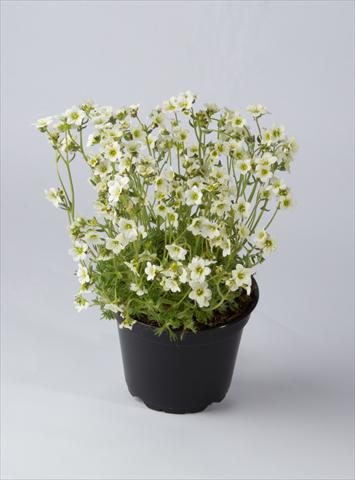 photo of flower to be used as: Pot and bedding Saxifraga x arendsii Saxony White