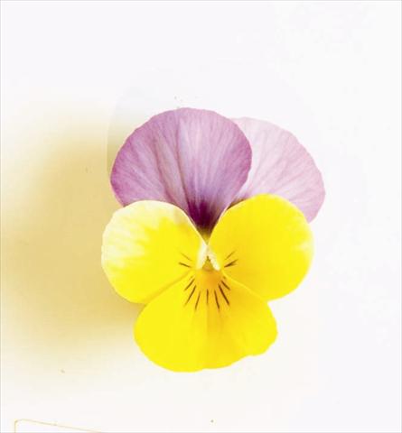 photo of flower to be used as: Bedding pot or basket Viola cornuta Sorbet XP F1 Yellow Pink Jump Up