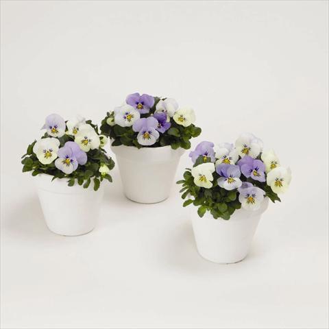 photo of flower to be used as: Bedding pot or basket Viola cornuta Sorbet XP F1 YTT
