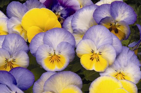 photo of flower to be used as: Bedding pot or basket Viola wittrockiana Cool Wave F1 Blueberry Swirl