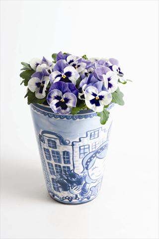 photo of flower to be used as: Bedding pot or basket Viola wittrockiana Matrix™ F1 Delft Blue