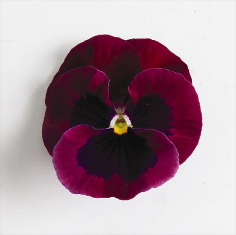 photo of flower to be used as: Bedding pot or basket Viola wittrockiana Matrix™ F1 Rose Blotch