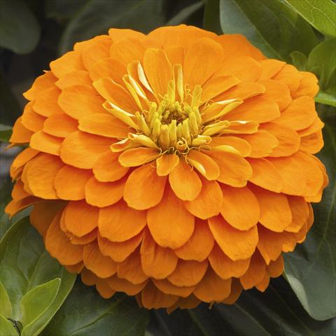 photo of flower to be used as: Pot and bedding Zinnia angustifolia Zen Orange