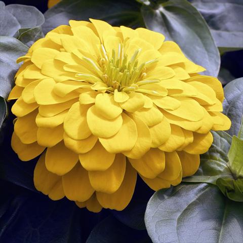 photo of flower to be used as: Pot and bedding Zinnia angustifolia Zinnia elegans Zen Yellow