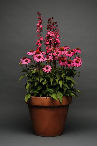 photo of flower to be used as: Pot and bedding 2 Combo Lobelia Echinacea MIX