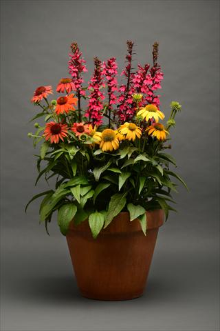 photo of flower to be used as: Pot and bedding 2 Combo Paris in springtime Lobelia Echinacea MIX