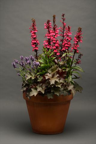 photo of flower to be used as: Pot and bedding 3 Combo Valley of the kings Lobelia Heuchera Lavanda Mix