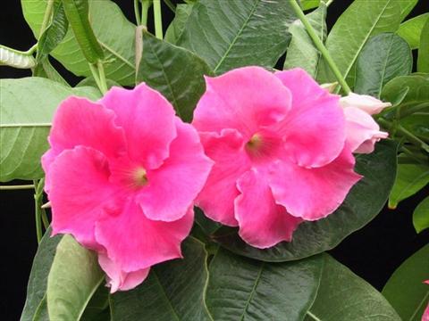 photo of flower to be used as: Basket / Pot Dipladenia (Mandevilla) Pink Velvet