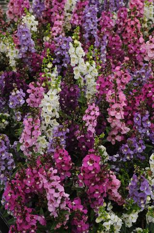 photo of flower to be used as: Pot and bedding Angelonia angustifolia Serenita Mix Improved