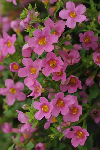 photo of flower to be used as: Pot and bedding Bacopa (Sutera cordata) Bacopa Exp Large Flower Pink