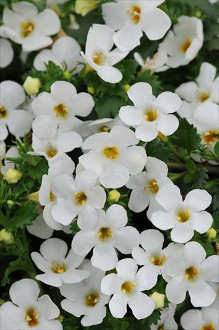 photo of flower to be used as: Pot and bedding Bacopa (Sutera cordata) Exp Large Flower White