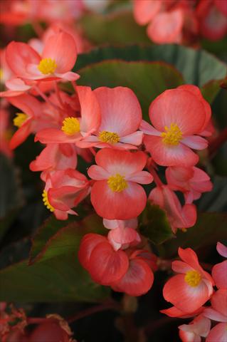 photo of flower to be used as: Pot and bedding Begonia hybrida Begonia Baby Wing Red and White Bicolor