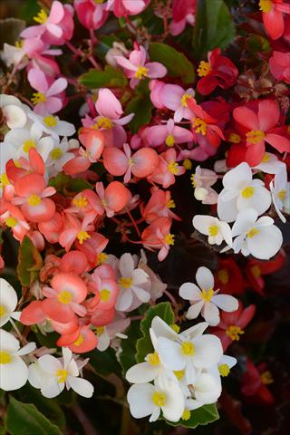 photo of flower to be used as: Pot and bedding Begonia hybrida BabyWing Mixture