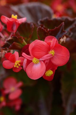 photo of flower to be used as: Pot and bedding Begonia hybrida BabyWing Red