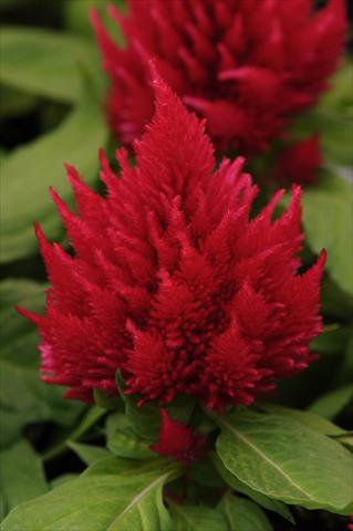 photo of flower to be used as: Pot and bedding Celosia plumosa Icecream Cherry Improved