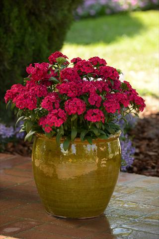 photo of flower to be used as: Pot and bedding Dianthus interspec. Jolt Cherry