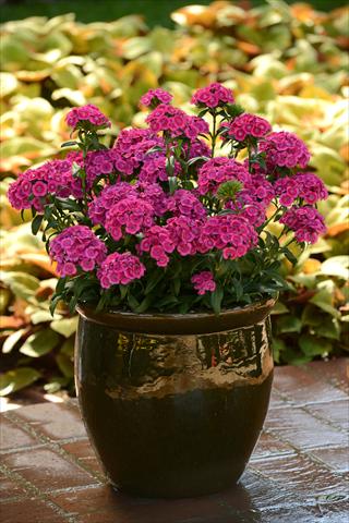 photo of flower to be used as: Pot and bedding Dianthus interspec. Jolt Pink