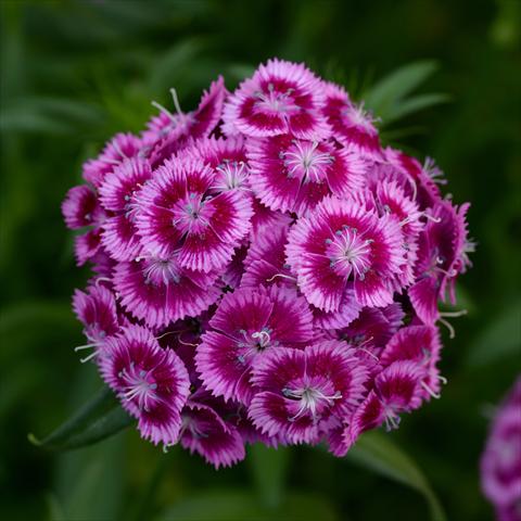 photo of flower to be used as: Pot and bedding Dianthus barbatus Sweet Magenta Bicolor