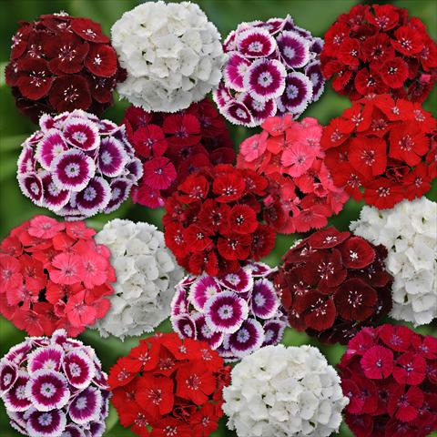 photo of flower to be used as: Pot and bedding Dianthus barbatus Sweet Mixture Improved